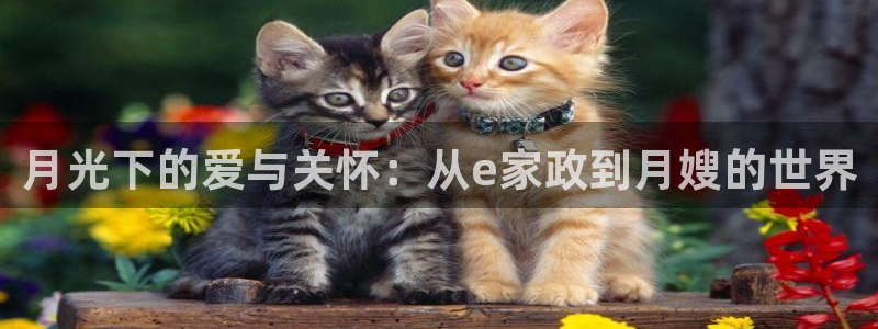 杏悦平台代理注册流程